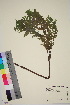  ( - TROM_V_967101_sg)  @11 [ ] CreativeCommons - Attribution Non-Commercial Share-Alike (2016) Unspecified Tromso University Museum
