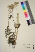  ( - TROM_V_967101_sg)  @11 [ ] CreativeCommons - Attribution Non-Commercial Share-Alike (2016) Unspecified Tromso University Museum