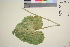 ( - TROM_V_967127_sg)  @11 [ ] CreativeCommons - Attribution Non-Commercial Share-Alike (2016) Unspecified Tromso University Museum