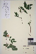  ( - TROM_V_967278_sg)  @11 [ ] CreativeCommons - Attribution Non-Commercial Share-Alike (2016) Unspecified Tromso University Museum
