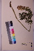  ( - TROM_V_967749_sg)  @11 [ ] CreativeCommons - Attribution Non-Commercial Share-Alike (2018) Unspecified Tromsø University Museum