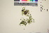  ( - TROM_V_967769_sg)  @11 [ ] CreativeCommons - Attribution Non-Commercial Share-Alike (2016) Unspecified Tromso University Museum