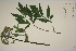  (Angelica archangelica archangelica - TROM_V_967991_sg)  @11 [ ] CreativeCommons - Attribution Non-Commercial Share-Alike (2017) Unspecified Tromsø University Museum