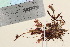  ( - TROM_V_968045_sg)  @11 [ ] CreativeCommons - Attribution Non-Commercial Share-Alike (2016) Unspecified Tromso University Museum