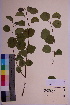  ( - TROM_V_968872_sg)  @11 [ ] CreativeCommons - Attribution Non-Commercial Share-Alike (2018) Unspecified Tromsø University Museum