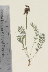  ( - TROM_V_97080_sg)  @11 [ ] CreativeCommons - Attribution Non-Commercial Share-Alike (2016) Unspecified Tromso University Museum
