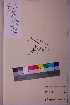  ( - TROM_V_990733_sg)  @11 [ ] CreativeCommons - Attribution Non-Commercial Share-Alike (2018) Unspecified Tromsø University Museum