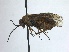  ( - WSSF06)  @11 [ ] CreativeCommons - Attribution Non-Commercial Share-Alike (2013) WSDA Entomology Washington State Department of Agriculture
