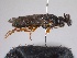  ( - WSSF106)  @14 [ ] CreativeCommons - Attribution Non-Commercial Share-Alike (2013) WSDA Entomology Washington State Department of Agriculture