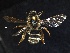  ( - WSSF110)  @11 [ ] CreativeCommons - Attribution Non-Commercial Share-Alike (2013) WSDA Entomology Washington State Department of Agriculture