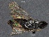  ( - WSSF127)  @13 [ ] CreativeCommons - Attribution Non-Commercial Share-Alike (2013) WSDA Entomology Washington State Department of Agriculture
