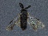  ( - WSSF129)  @12 [ ] CreativeCommons - Attribution Non-Commercial Share-Alike (2013) WSDA Entomology Washington State Department of Agriculture