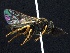  ( - WSSF14)  @14 [ ] CreativeCommons - Attribution Non-Commercial Share-Alike (2013) WSDA Entomology Washington State Department of Agriculture