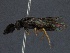  ( - WSSF142)  @12 [ ] CreativeCommons - Attribution Non-Commercial Share-Alike (2013) WSDA Entomology Washington State Department of Agriculture