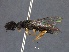  ( - WSSF144)  @13 [ ] CreativeCommons - Attribution Non-Commercial Share-Alike (2013) WSDA Entomology Washington State Department of Agriculture