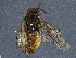 ( - WSSF146)  @13 [ ] CreativeCommons - Attribution Non-Commercial Share-Alike (2013) WSDA Entomology Washington State Department of Agriculture