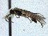  ( - WSSF16)  @13 [ ] CreativeCommons - Attribution Non-Commercial Share-Alike (2013) WSDA Entomology Washington State Department of Agriculture