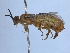  ( - WSSF185)  @14 [ ] CreativeCommons - Attribution Non-Commercial Share-Alike (2013) WSDA Entomology Washington State Department of Agriculture