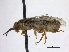  ( - WSSF190)  @14 [ ] CreativeCommons - Attribution Non-Commercial Share-Alike (2013) WSDA Entomology Washington State Department of Agriculture