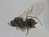  ( - WSSF204)  @12 [ ] CreativeCommons - Attribution Non-Commercial Share-Alike (2013) WSDA Entomology Washington State Department of Agriculture