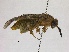  ( - WSSF211)  @13 [ ] CreativeCommons - Attribution Non-Commercial Share-Alike (2013) WSDA Entomology Washington State Department of Agriculture