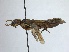  (Acantholyda verticalis - WSSF220)  @14 [ ] CreativeCommons - Attribution Non-Commercial Share-Alike (2013) WSDA Entomology Washington State Department of Agriculture