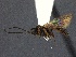  ( - WSSF235)  @12 [ ] CreativeCommons - Attribution Non-Commercial Share-Alike (2013) WSDA Entomology Washington State Department of Agriculture