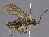  ( - WSSF246)  @11 [ ] CreativeCommons - Attribution Non-Commercial Share-Alike (2013) WSDA Entomology Washington State Department of Agriculture