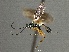  ( - WSSF333)  @13 [ ] CreativeCommons - Attribution Non-Commercial Share-Alike (2013) WSDA Entomology Washington State Department of Agriculture