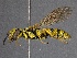  ( - WSSF361)  @13 [ ] CreativeCommons - Attribution Non-Commercial Share-Alike (2013) WSDA Entomology Washington State Department of Agriculture