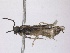  ( - WSSF42)  @11 [ ] CreativeCommons - Attribution Non-Commercial Share-Alike (2013) WSDA Entomology Washington State Department of Agriculture