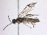  (Ametastegia recens - WSSF43)  @13 [ ] CreativeCommons - Attribution Non-Commercial Share-Alike (2013) WSDA Entomology Washington State Department of Agriculture