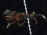  (Macremphytus lovetti - WSSF51)  @14 [ ] CreativeCommons - Attribution Non-Commercial Share-Alike (2013) WSDA Entomology Washington State Department of Agriculture