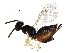  ( - BIOUG26580-E10)  @12 [ ] CreativeCommons - Attribution (2016) CBG Photography Group Centre for Biodiversity Genomics