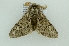  ( - CMW_BC0660)  @11 [ ] copyright (2025) Unspecified POESE