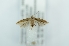  (Coleophora cf. ahenella - CMW_BC0673)  @11 [ ] copyright (2025) Unspecified POESE