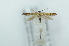  (Coleophora cf. mayrella - CMW_BC0678)  @11 [ ] copyright (2025) Unspecified POESE