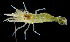  (Heptacarpus sp - BOIMB_0009)  @11 [ ] CreativeCommons  Attribution Non-Commercial Share-Alike (2019) The Smithsonian Institution The Smithsonian Institution National Museum of Natural History, Department of Invertebrate Zoology