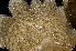  ( - BOIMB_0052)  @11 [ ] CreativeCommons  Attribution Non-Commercial Share-Alike (2019) The Smithsonian Institution The Smithsonian Institution National Museum of Natural History, Department of Invertebrate Zoology