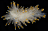  ( - BOIMB_0368)  @11 [ ] CreativeCommons  Attribution Non-Commercial Share-Alike (2019) The Smithsonian Institution The Smithsonian Institution National Museum of Natural History, Department of Invertebrate Zoology