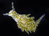  ( - BOIMB_0059)  @11 [ ] CreativeCommons  Attribution Non-Commercial Share-Alike (2019) The Smithsonian Institution The Smithsonian Institution National Museum of Natural History, Department of Invertebrate Zoology