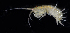  (Melita oregonensis - BOIMB_0324)  @11 [ ] CreativeCommons  Attribution Non-Commercial Share-Alike (2019) The Smithsonian Institution The Smithsonian Institution National Museum of Natural History, Department of Invertebrate Zoology