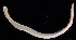  ( - BOIMB_0448)  @11 [ ] CreativeCommons  Attribution Non-Commercial Share-Alike (2019) The Smithsonian Institution The Smithsonian Institution National Museum of Natural History, Department of Invertebrate Zoology