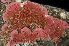 ( - BOIMB_0735)  @11 [ ] CreativeCommons  Attribution Non-Commercial Share-Alike (2019) The Smithsonian Institution The Smithsonian Institution National Museum of Natural History, Department of Invertebrate Zoology