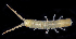  ( - BOIMB_0608)  @11 [ ] CreativeCommons  Attribution Non-Commercial Share-Alike (2019) The Smithsonian Institution The Smithsonian Institution National Museum of Natural History, Department of Invertebrate Zoology