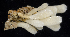  ( - BOIMB_0961)  @11 [ ] CreativeCommons  Attribution Non-Commercial Share-Alike (2019) The Smithsonian Institution The Smithsonian Institution National Museum of Natural History, Department of Invertebrate Zoology