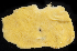  (Hamacantha hyaloderma - BOIMB_0790)  @11 [ ] CreativeCommons  Attribution Non-Commercial Share-Alike (2019) The Smithsonian Institution The Smithsonian Institution National Museum of Natural History, Department of Invertebrate Zoology