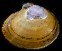 (Nuttallia obscurata - BOIMB_0813)  @11 [ ] CreativeCommons  Attribution Non-Commercial Share-Alike (2019) The Smithsonian Institution The Smithsonian Institution National Museum of Natural History, Department of Invertebrate Zoology