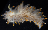  ( - BOIMB_0361)  @11 [ ] CreativeCommons  Attribution Non-Commercial Share-Alike (2019) The Smithsonian Institution The Smithsonian Institution National Museum of Natural History, Department of Invertebrate Zoology