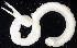  ( - BOIMB_0927)  @11 [ ] CreativeCommons  Attribution Non-Commercial Share-Alike (2019) The Smithsonian Institution The Smithsonian Institution National Museum of Natural History, Department of Invertebrate Zoology